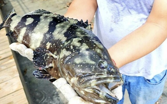 Re: [新聞] 中國禁台石斑魚 漁業署查出真相說重話了