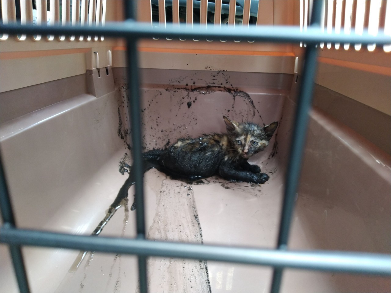 夏初奶犬貓大爆發新北動保處籲停看聽再伸援手 生活 Newtalk新聞