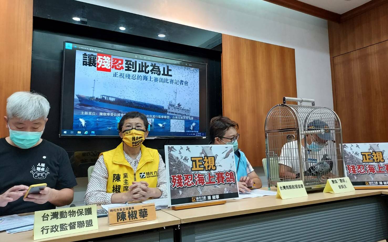 控海上賽鴿殘忍 立委批政府無作為讓台灣蒙羞 | 社會 | Newtalk