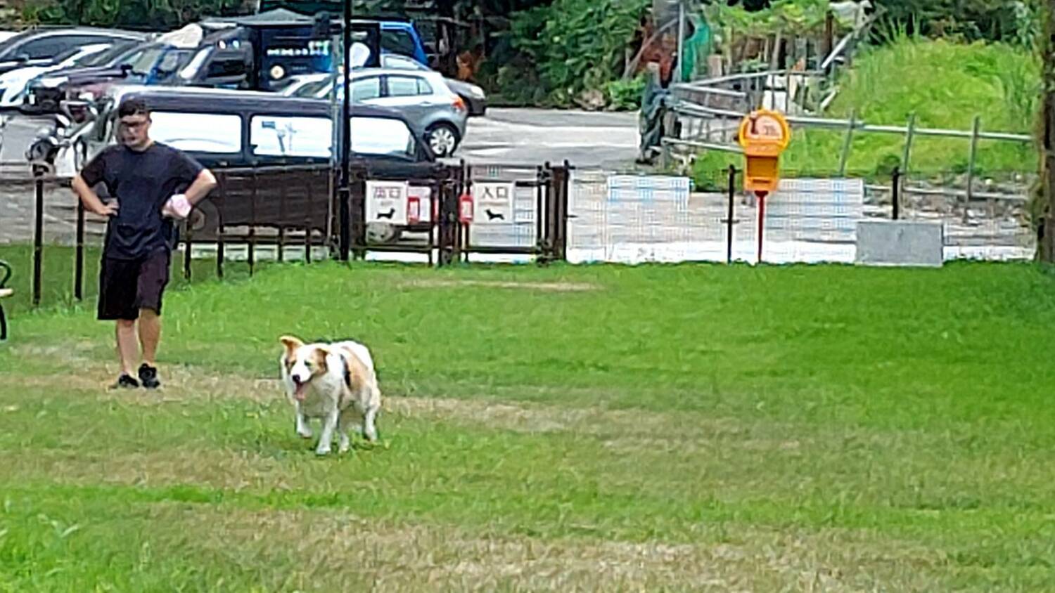 一大早就有飼主帶狗狗前往汐止寵物運動場散步。   圖：新北市動保處提供
