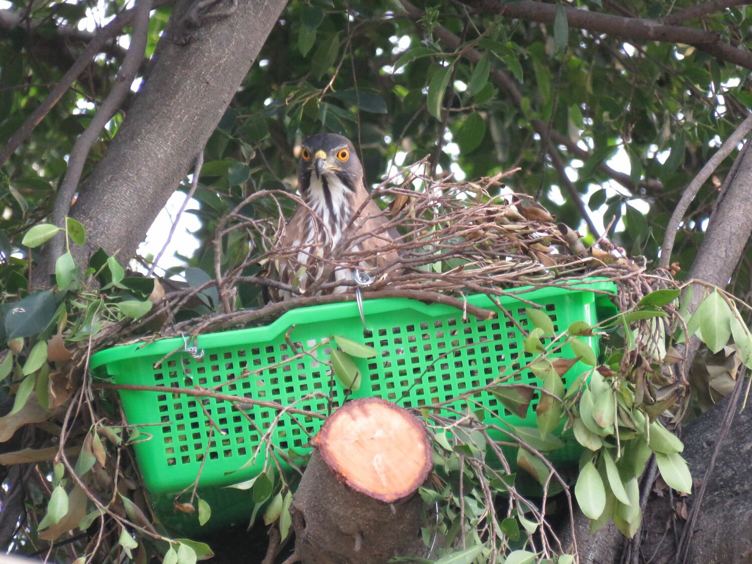 親鳥重回人工鳥巢餵雛。   圖：高雄市政府提供