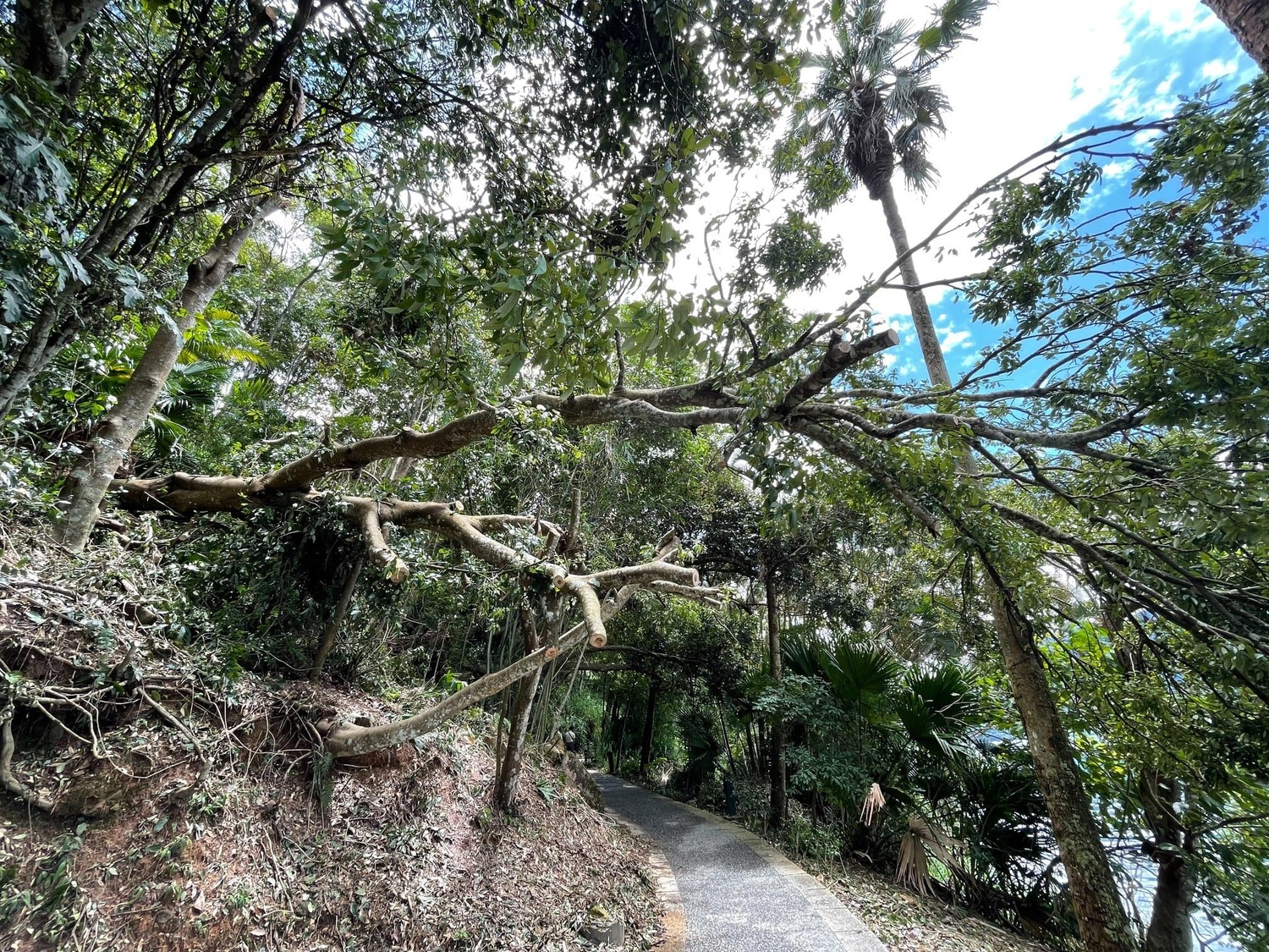 由於連日午後雷雨影響，日月潭涵碧步道上的台灣紅豆樹倒塌。   圖：擷取自日月潭國家風景區管理處臉書
