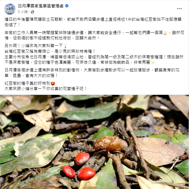 日管處表示，倒塌的台灣紅豆樹經過裁切就地存放，回歸大自然。   圖：擷取自日月潭國家風景區管理處臉書