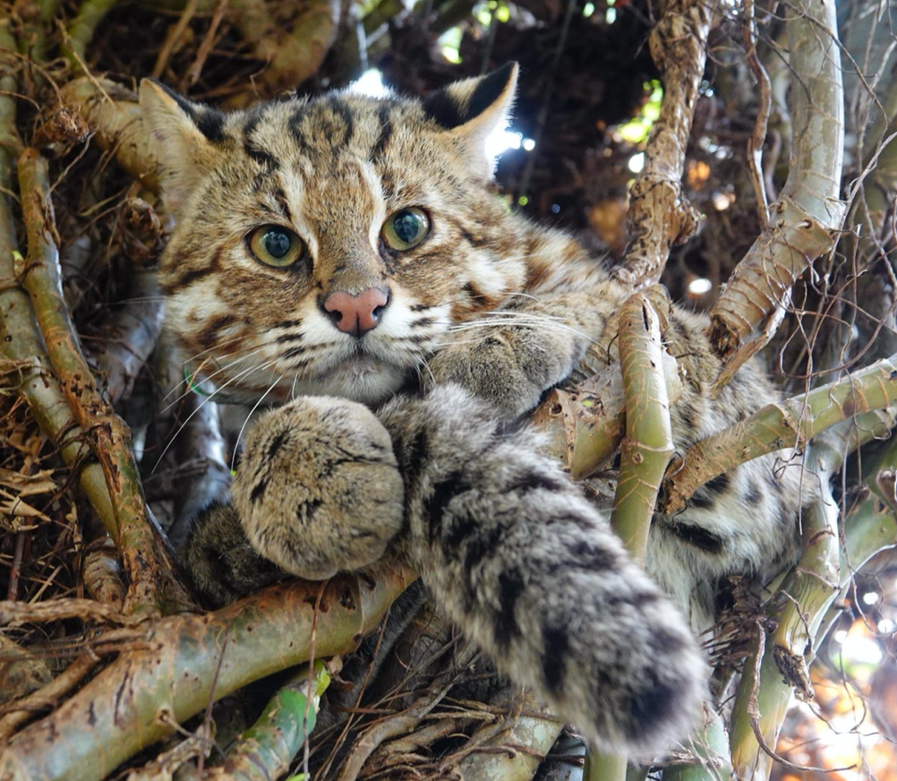 又死了一隻野放石虎 林務局 浪浪攻擊為死因 生活 Newtalk新聞