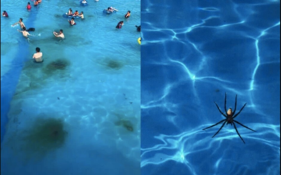 4.2億人搶看這新聞! 中國水上樂園超級髒  去完就發炎 水中竟還有蜘蛛