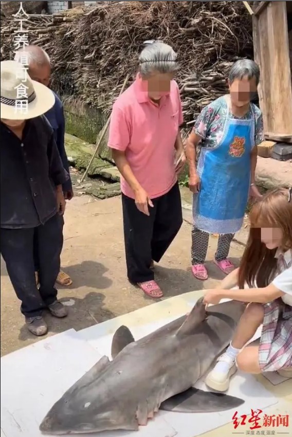 保育大白鯊被公然直播烹煮! 中國百萬網紅涉違法 最重可判10年徒刑