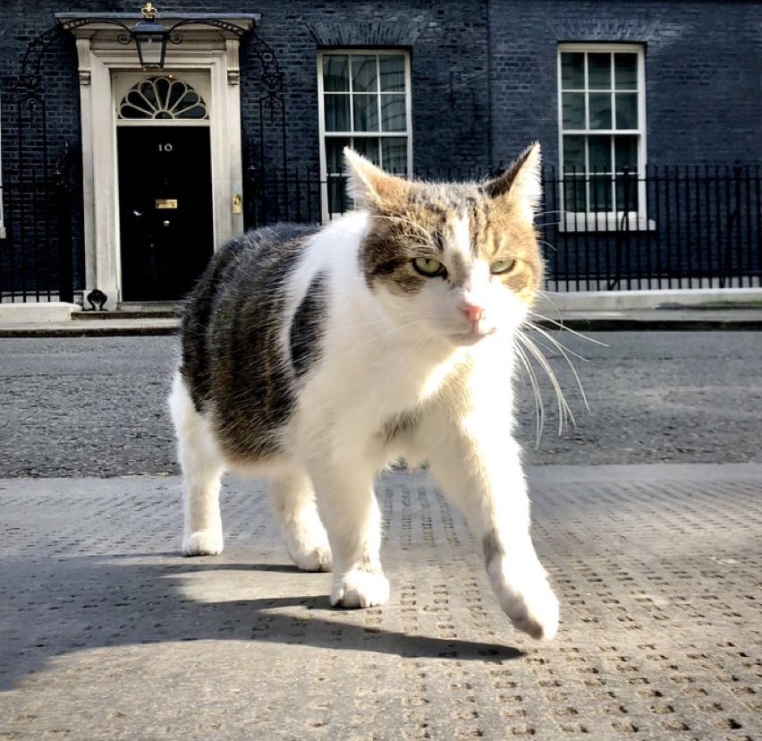 英國「首席捕鼠大臣」地位動搖？首相角逐人選曝最大弱點：有4隻貓