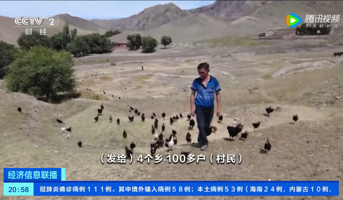中國新疆地方政府發了5000隻雞給村民滅蝗蟲。   圖: 翻攝自中國《央視財經》報