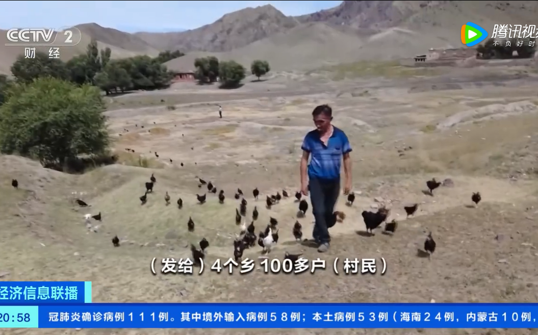 (影) 蝗災來了怎麼辦? 新疆出奇招引進5000隻戰鬥「雞」成立滅蝗部隊