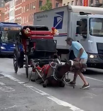 馬都累倒了還用皮鞭抽打！紐約驚見商業馬車夫殘忍行徑 引動保團體抵制