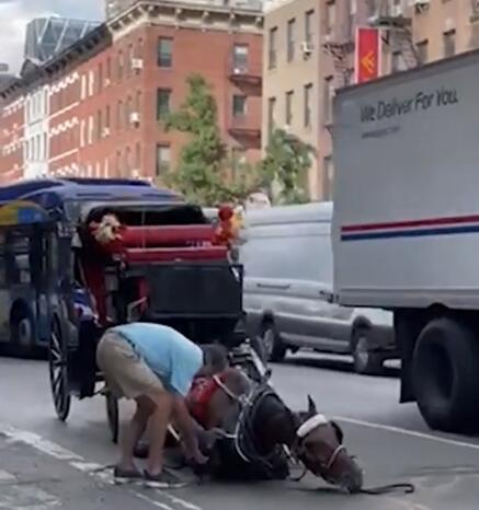馬都累倒了還用皮鞭抽打！紐約驚見商業馬車夫殘忍行徑 引動保團體抵制