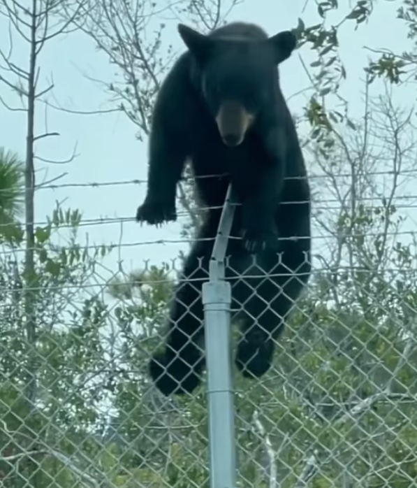 (影)工讀生扮的？黑熊攀鐵絲圍欄闖美空軍基地