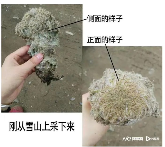 為博眼球秀下線？繼大白鯊之後 又有網紅直播時摘瀕危植物「雪兔子」