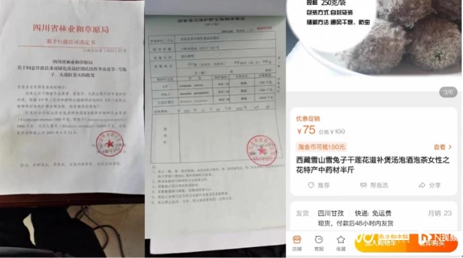 為博眼球秀下線？繼大白鯊之後 又有網紅直播時摘瀕危植物「雪兔子」