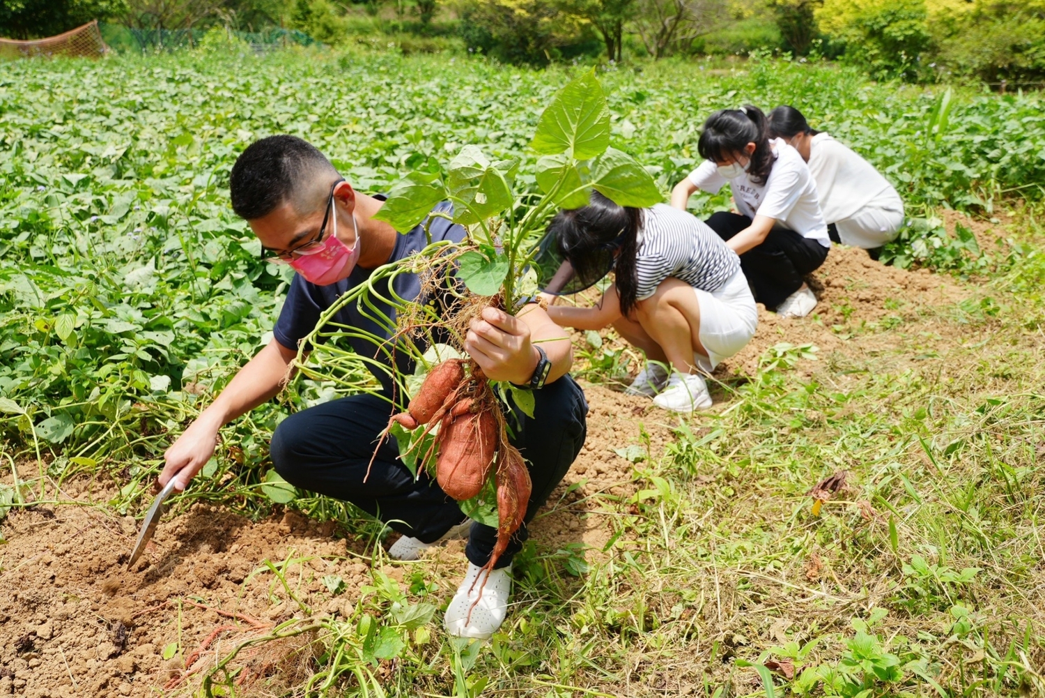 體驗農田中採挖有機甘藷。   圖：金山區公所提供