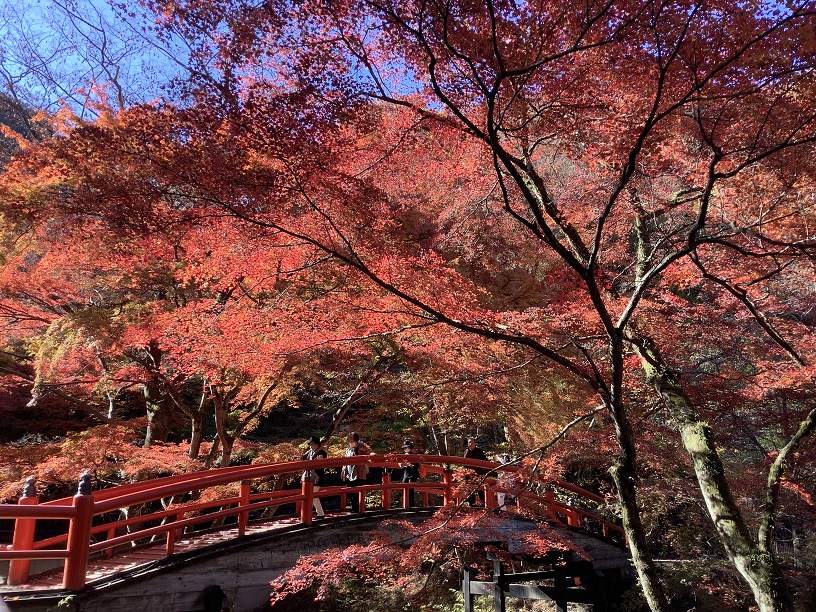 今年10月大解禁,觀賞日本紅葉美景越來越容易 圖:劉黎兒/攝 今年10月大解禁,觀賞日本紅葉美景越來越容易 圖:劉黎兒/攝