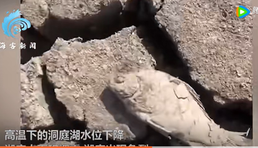河床裸露大量的魚被曬成魚乾   圖: 翻攝自海客新聞影片截圖