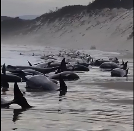 澳洲塔斯馬尼亞沙灘有約 230 頭鯨魚擱淺，目前尚有 35 頭存活。   圖 : 截自推特影片