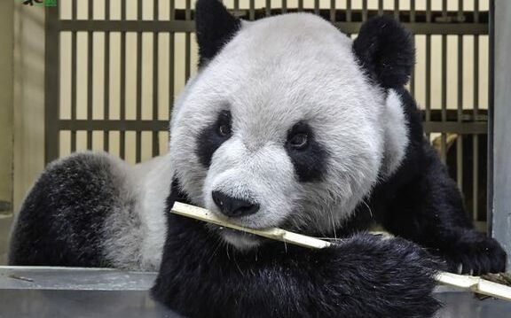 中國專家探視「團團」！北市動物園曝抵台時間 | 生活 | Newtalk