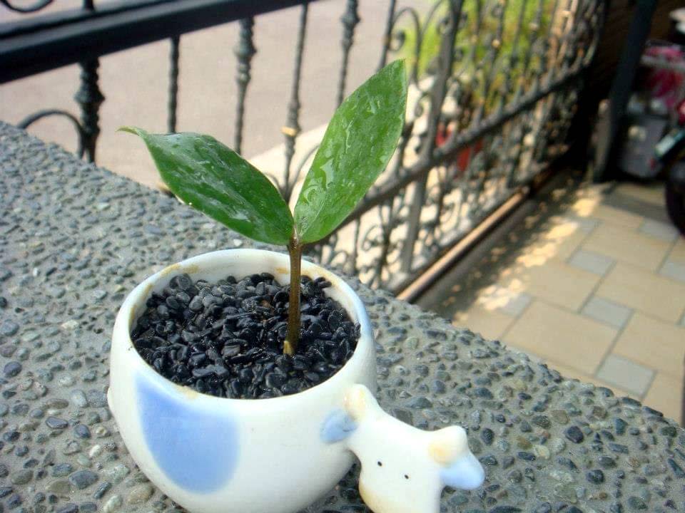 金錢樹輕鬆葉插新北景觀處教你自製小巧可愛的桌上植栽 生活 Newtalk新聞