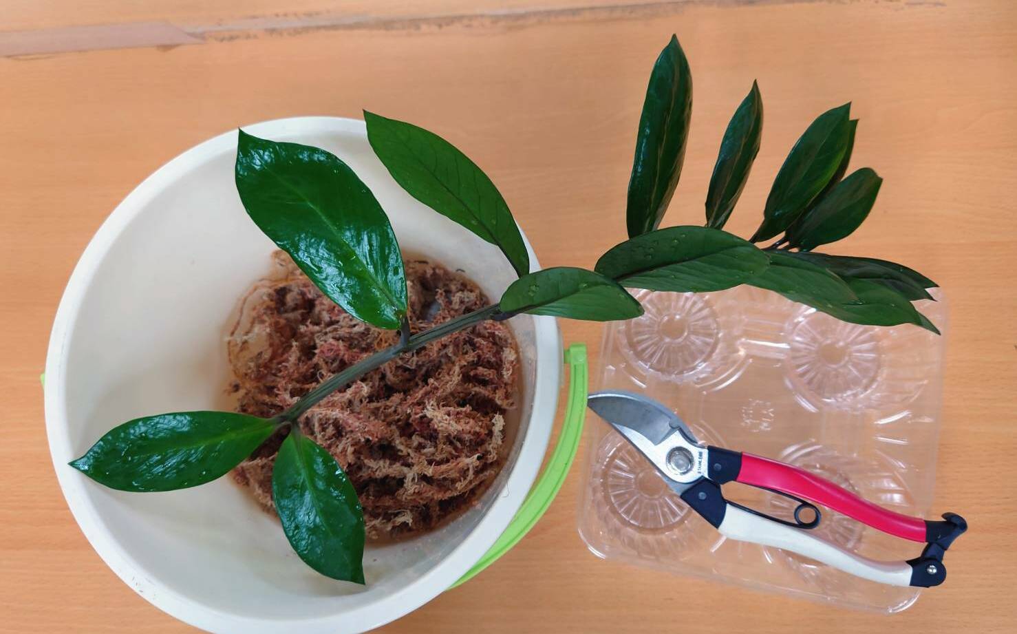 金錢樹輕鬆葉插新北景觀處教你自製小巧可愛的桌上植栽 生活 Newtalk新聞