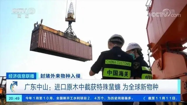 中國海關截獲新物種拉丁蠊屬蜚蠊種。 圖:翻攝自CCTV 中國海關截獲新物種拉丁蠊屬蜚蠊種。 圖:翻攝自CCTV