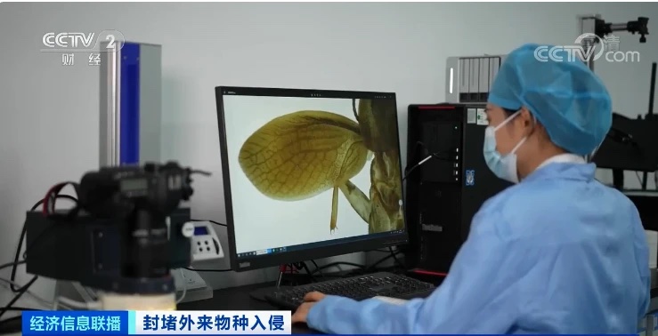 中國海關截獲新物種拉丁蠊屬蜚蠊種。 圖:翻攝自CCTV 中國海關截獲新物種拉丁蠊屬蜚蠊種。 圖:翻攝自CCTV