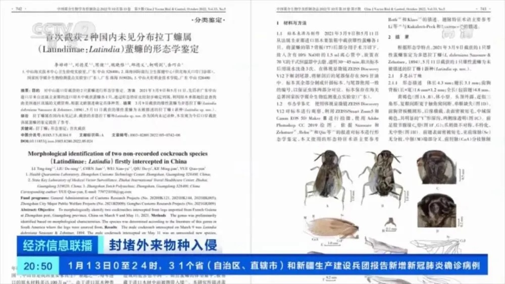 中國海關截獲新物種拉丁蠊屬蜚蠊種。 圖:翻攝自CCTV 中國海關截獲新物種拉丁蠊屬蜚蠊種。 圖:翻攝自CCTV