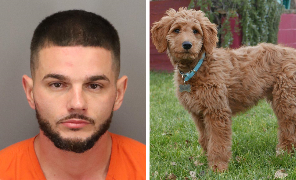 美國佛羅里達州（Florida）一名男子在街道上當眾與一隻黃金貴賓犬發生性行為。(新頭殼合成)   圖: 翻攝自 Clearwater Police Department推特/ 維基百科。