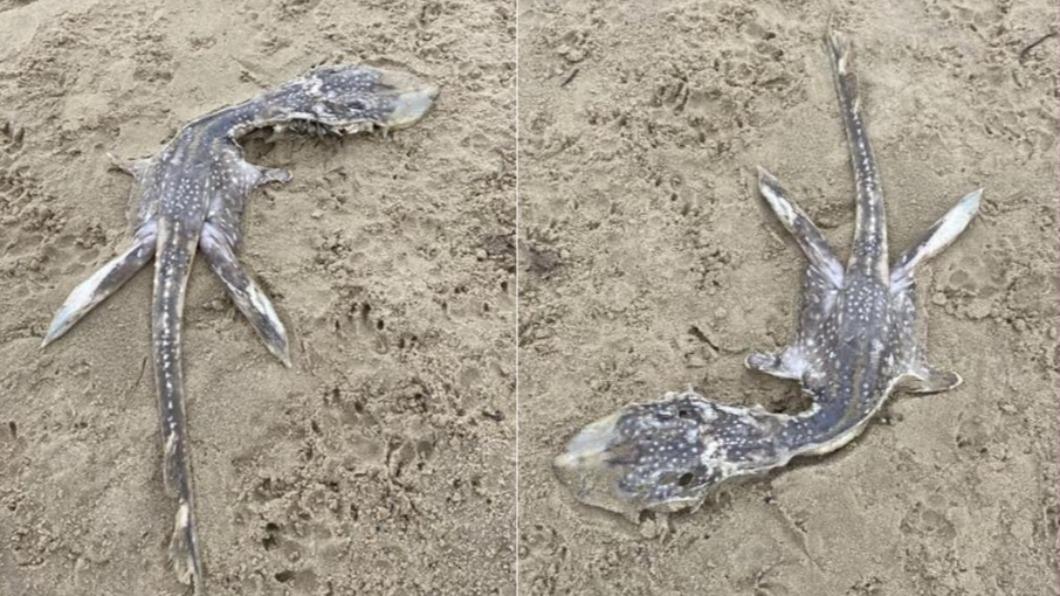 網友表示自己在海灘上看到尼斯湖水怪寶寶。   圖: 翻攝自Reddit