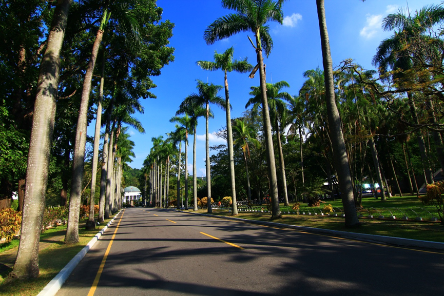 椰林大道。民主議政園區/提供