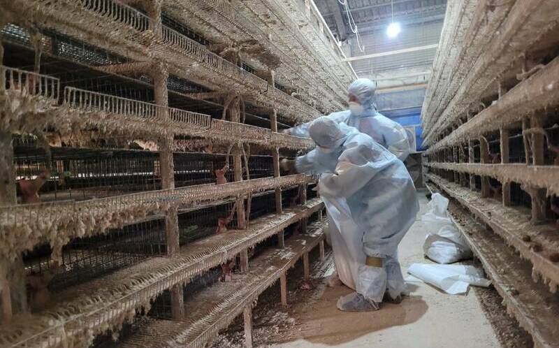 彰化再爆H5N1禽流感！30天累計4鵪鶉場中標 共撲殺22萬隻