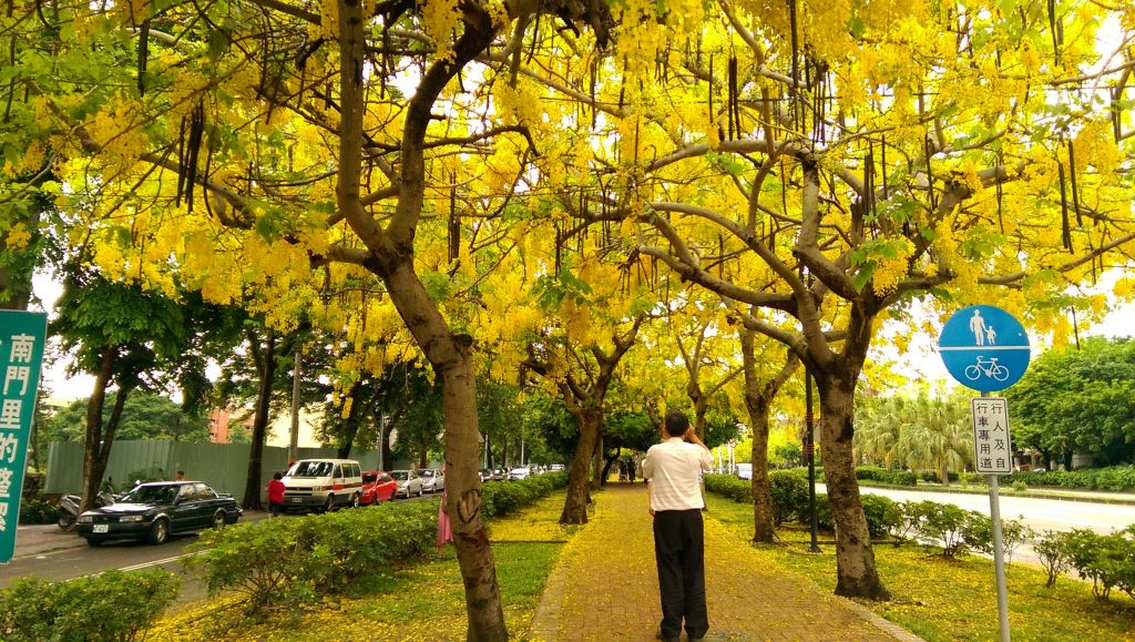 台中市北屯區旱溪東、西路旁有大片阿勃勒樹，每年5月至6月都會綻放金黃色美麗花朵，吸引遊客前往欣賞。   圖：翻攝自台中市觀光旅遊網