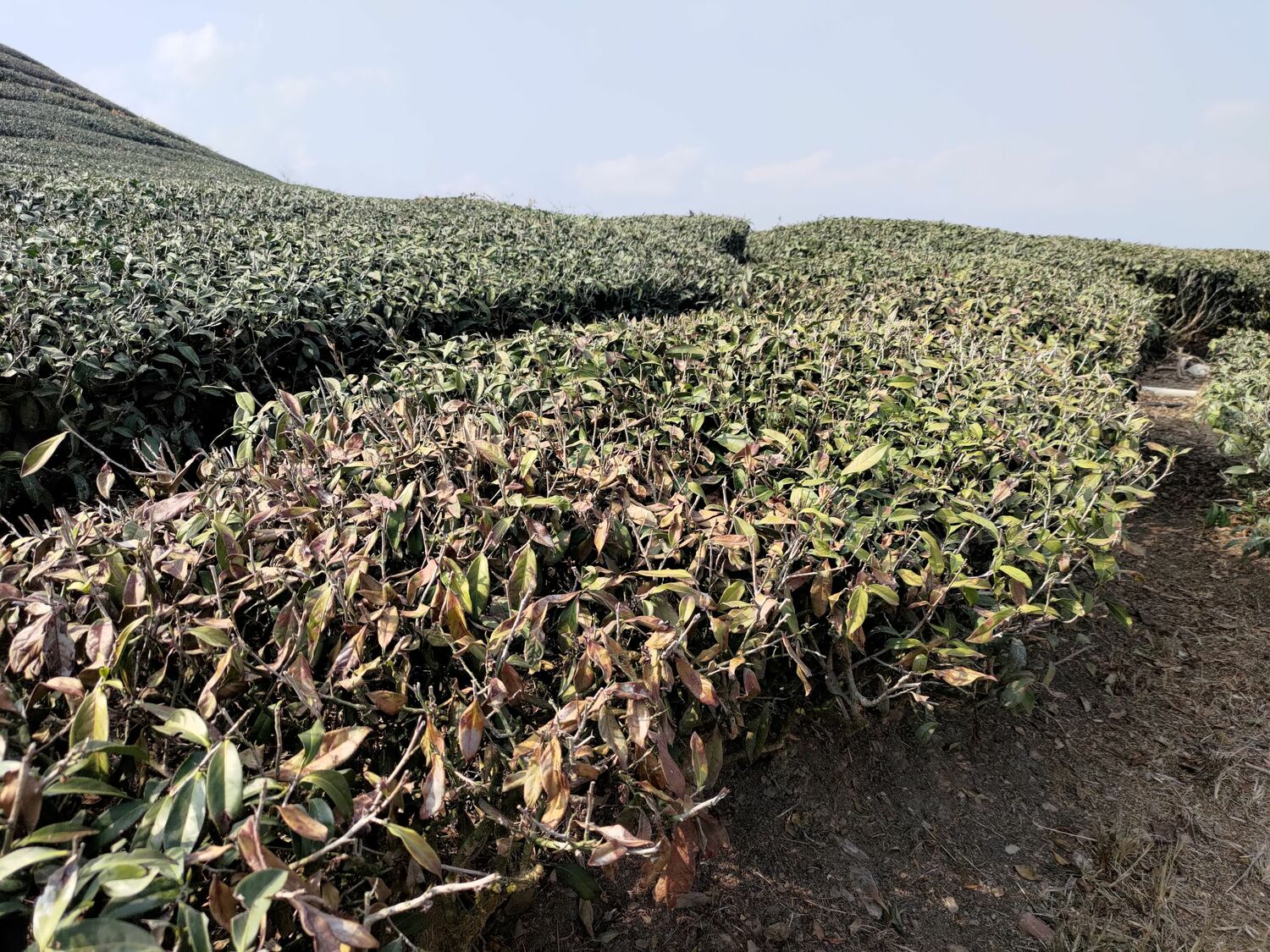 ▲高雄茶樹新芽減少影響春茶採收。（圖／新頭殼）