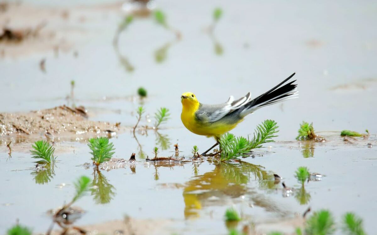 新北貢寮田寮洋棲地保育有成　鳥種數量冠全台 | 生活 | Newtalk