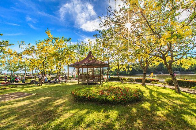 阿勃勒原產印度、巴基斯坦、斯里蘭卡一帶，每年五、六月，「滿樹黃花滿地金」的景致，為台南增添不少魅力。   圖：台南市觀光旅遊局提供