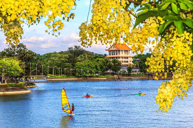 黃金雨季來臨，象徵初夏序曲，宛若成串黃色風鈴隨風擺盪。   圖：台南市觀光旅遊局提供