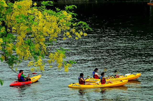 划獨木舟、鬥蟋蟀、賞阿勃勒是夏日悠遊虎頭埤風景區的好方式。   圖：台南市觀光旅遊局提供