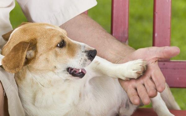 狗狗的肉球居然會有爆米花味 看看專家們怎麼說 生活 新頭殼newtalk