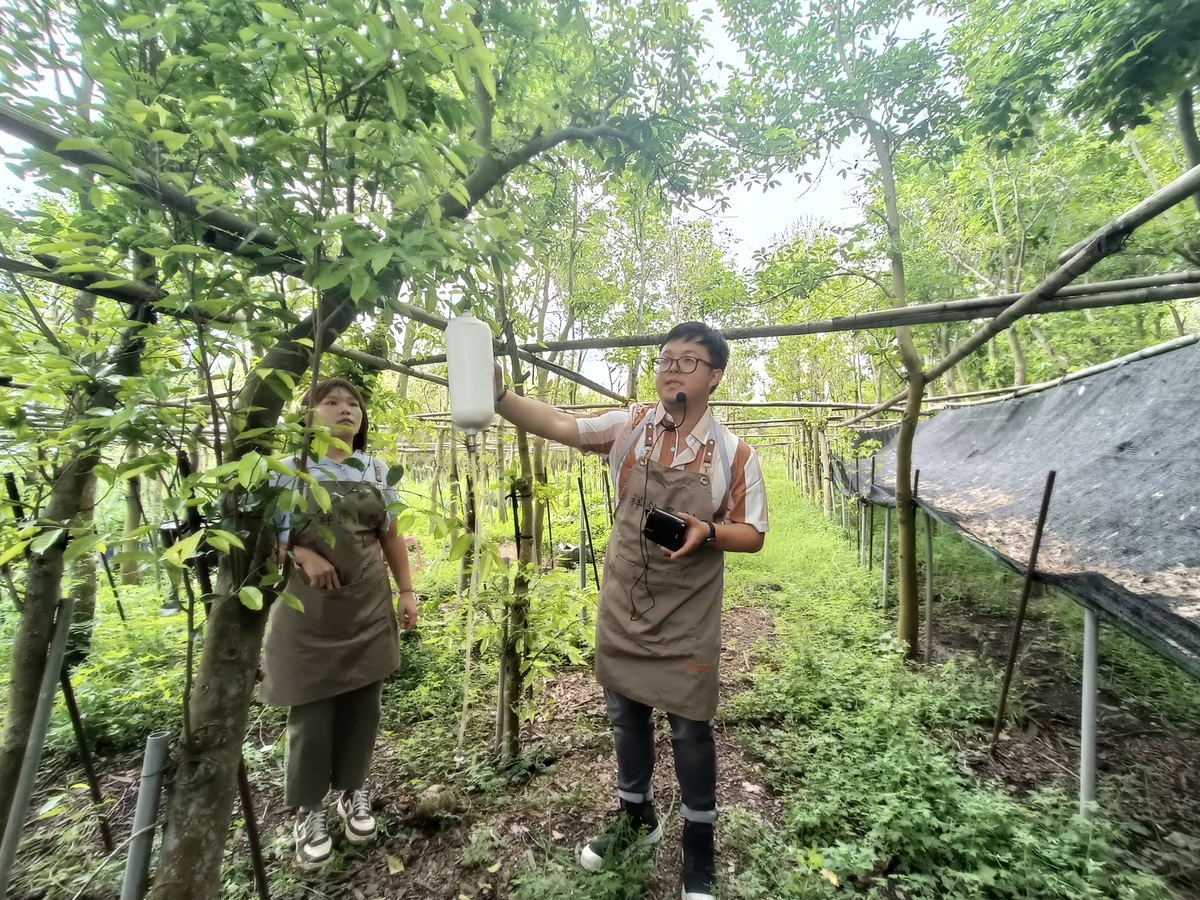 祥銓農創有限公司成立於2017年，是一家專業種植沉香、牛樟的農業創新公司。唐復年/攝