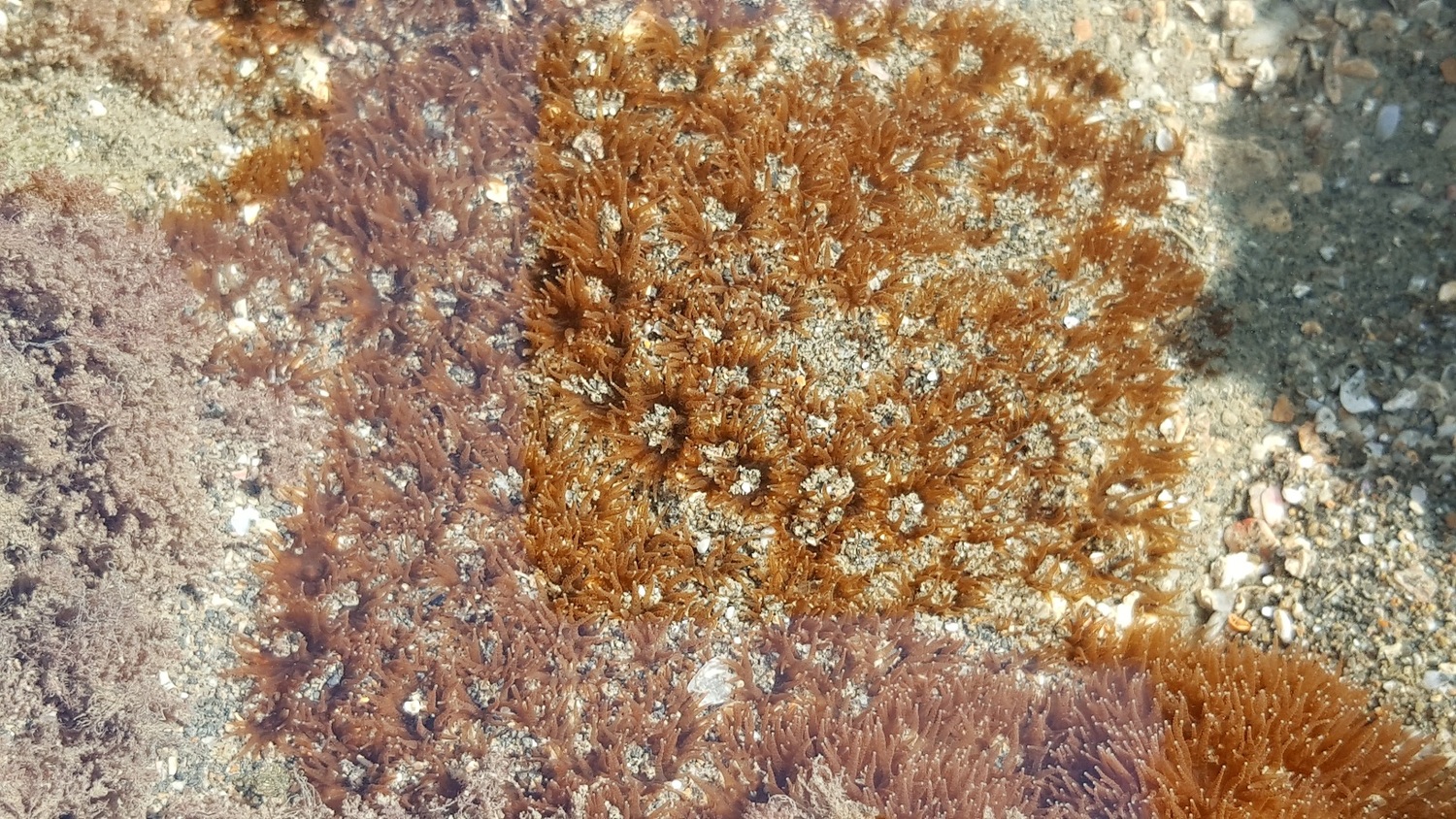 大潭藻礁區發現的活珊瑚。   圖：桃園在地聯盟/提供