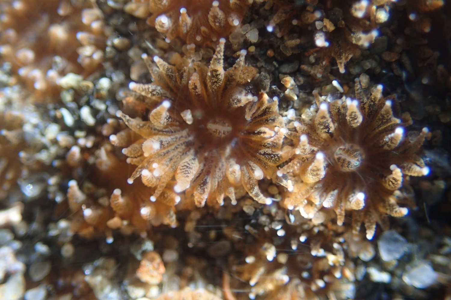 疑似瀕臨絕種的保育類柴山堆杯孔珊瑚。   圖：桃園在地聯盟/提供