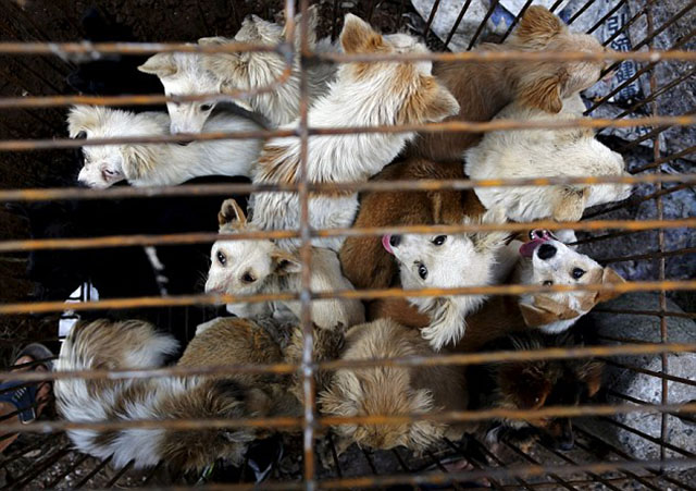 大批狗被關在狹小的雞籠內   圖：截取自網路