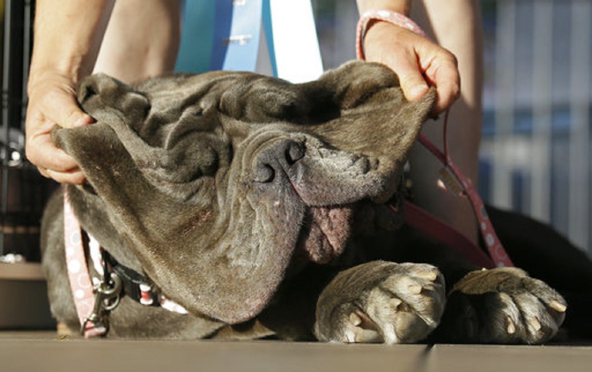 全球最醜狗出爐垮臉流口水獒犬奪冠 國際 新頭殼newtalk