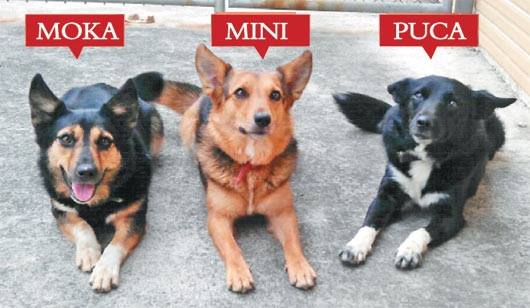 新北搜救犬米尼、波卡、摩卡、乒卡、桑妮跟小辣退役待認養。   圖:翻攝自朱立倫臉書