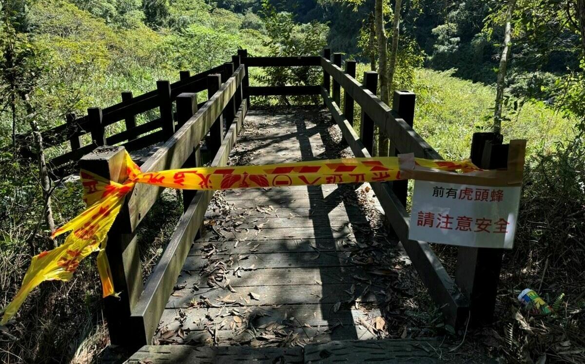 驚！苗栗泰安水雲瀑布虎頭蜂攻擊登山團   4人受傷送醫