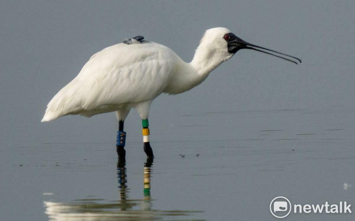 鳥友鄭宗達連2年尋獲黃偉哲野放傷癒的18隻黑面琵鷺之1「N44」