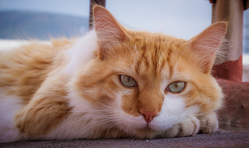 貓咪是一種不喜歡改變的動物，因此任何事物的變動都可能造成牠們的壓力。   寵毛網petsmao資訊平台
