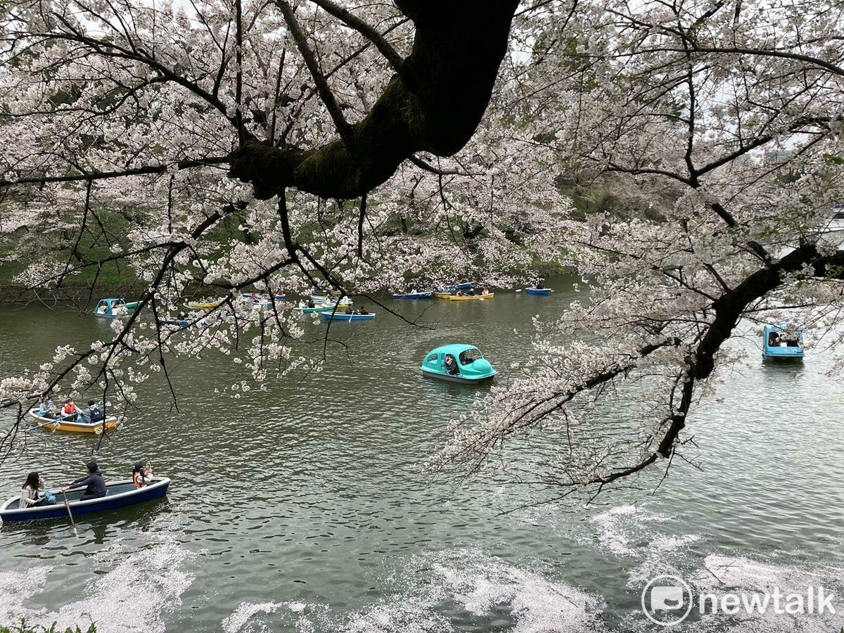 三百多萬外國觀光客殺到日本都為了瞬間開放又瞬間就花吹雪的染井吉野櫻，圖為東京千鳥淵的染井吉野櫻。 圖：劉黎兒攝 
