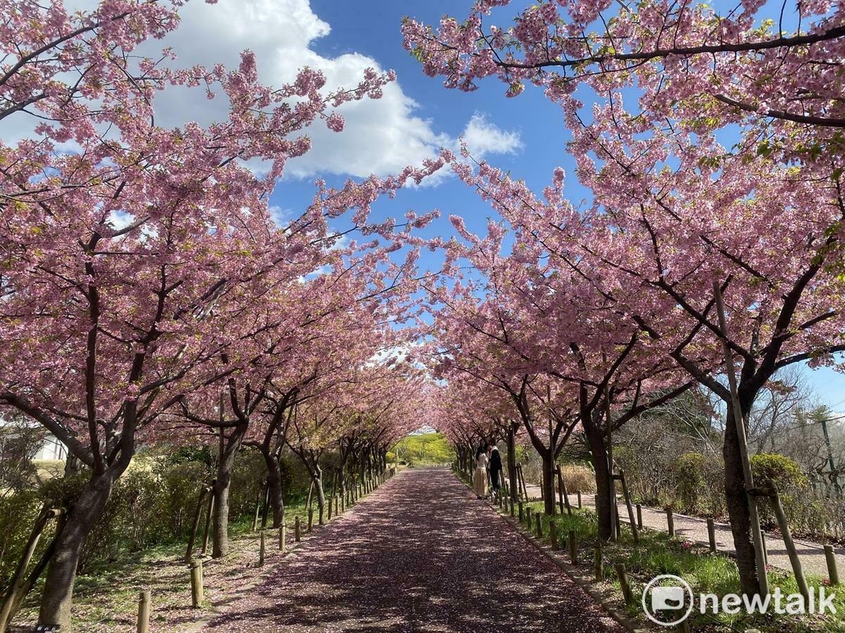 現在日本各地也大量栽種花期長達一個月的河津櫻，滿開時氣勢也很驚人。 圖：劉黎兒攝 